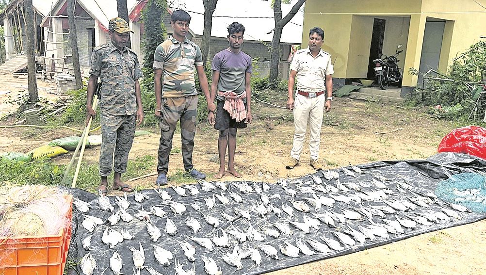Forest Department Rescues 297 Seagulls, Arrests Poacher in Major Anti-Bird Hunting Operation in Balasore